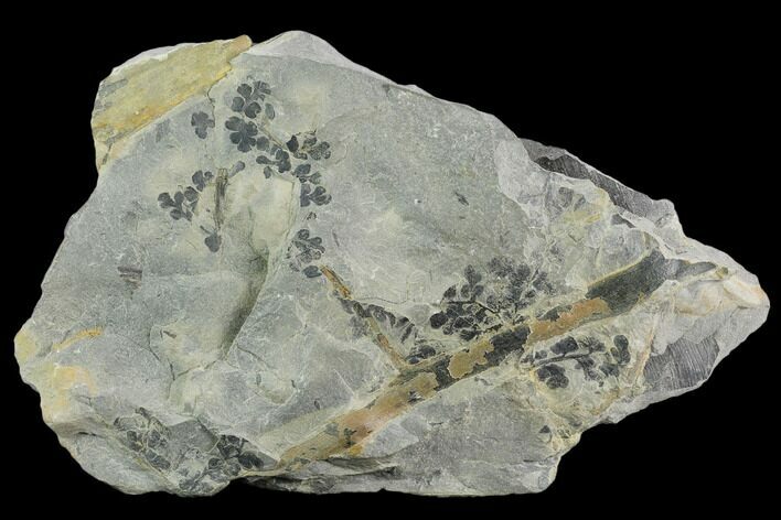 Pennsylvanian Fossil Fern (Sphenopteris) Plate - Kentucky #126224